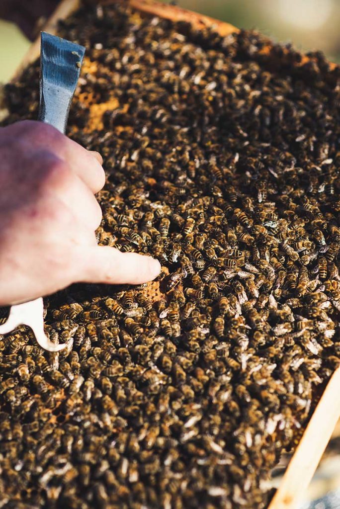 Mayer Honig die Honigwelt in Gleinstätten Mayer Honig die Honigwelt in Gleinstätten